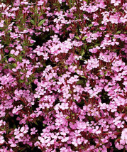 Groundcover Rock Soapwort Groundcover Spreading Perennial Pink NON-GMO 1000 Seed - £5.85 GBP
