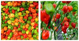 30 Seeds Aji Dulce Pepper Seeds Mild Heat Fresh Garden Seeds FREE SHIP - £22.07 GBP