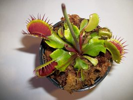 Adult Sized Venus Flytrap - Fly Trap - (Dionaea Muscipula) Carnivorous Plant 3 i - £11.74 GBP+
