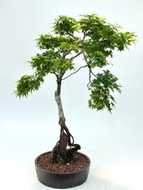 Beni Hime Dwarf Japanese Maple Bonsai Tree Root Over Rock (Acer palmatum &#39;Beni H - £959.22 GBP