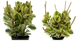 4&quot; Pot - Citrus Peperomia Plant - Houseplant - Gardening - £32.38 GBP