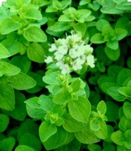 300+ Sweet Marjoram Seeds (Majorana Hortensis) Culinary &amp; Medicinal Use ... - $6.00