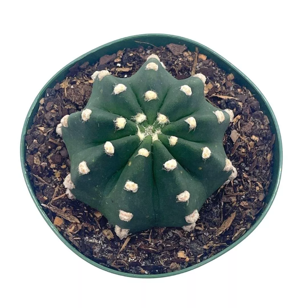 Easter Lily Cactus E ininopsis subdenudata Domino Cactus a 4 in Pot - £32.39 GBP