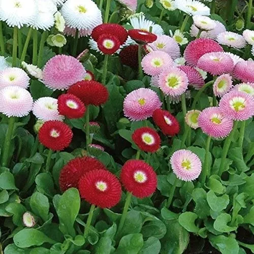 50 Seeds English Daisy Super Enorma Mix - $9.98
