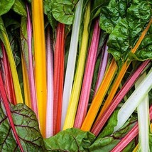 Rainbow Chard Mix Seeds Organic US Fast Shipping - $2.19