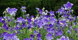 100 Balloon Flower Seeds - Platycodon grandiflorus Chinese Bellflower Pe... - £6.22 GBP