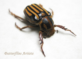 Real Scarab June Bug Beetle Ancistrosoma Klugii Framed Entomology Shadow... - €46,36 EUR