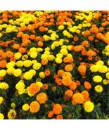 25+ African Sugar &amp; Spice Marigold Seeds – Vibrant Garden Flowers Mix - $23.13 CAD