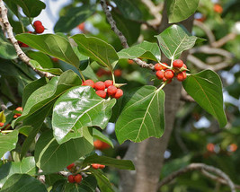 Jstore USA Ficus benghalensis Indian Banyan Fig 100 Fresh Seeds - £11.26 GBP