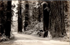 Redwood Highway California Beautiful Roadway Park Postcard Z27 - £5.55 GBP