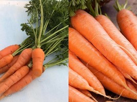 1000+ Seeds Scarlet Nantes Carrot Vegetable Garden NON-GMO  - £9.47 GBP