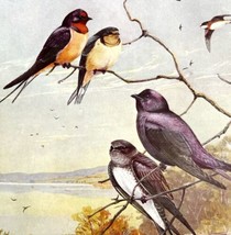 Swallows And Purple Martin 1955 Plate Print Birds Of America Nature Art ... - $29.99