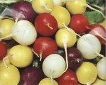 Crayon Colors Mix Radish Seeds Non-Gmo  100 Seeds Seeds  - $8.99