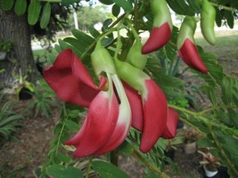 KKG Sesbania Grandiflora Tree 20 Edible Scarlet Wisteria Hummingbird Gar... - $166.87 MXN