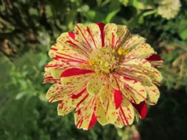 BELLFARM Zinnia Angustifolia Yellow Red Stripe Annual Garden Flowers 30 Seeds - £8.38 GBP