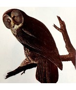 Great Gray Owl 1950 Lithograph Art Print Audubon Bird First Edition DWU14D - $29.99