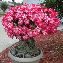 40 Seeds Adenium Obesum Semillas - $18.30