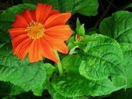 FREE SHIPPING  Torch Tithonia rotundifolia Mexican sunflower 100 seeds - £9.37 GBP