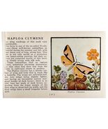 Haploa Clymene Moth 1934 Butterflies Of America Antique Insect Art PCBG14A - €17,17 EUR