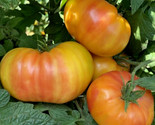Hillbilly Tomato Seeds 50 Beefsteak Indeterminate Garden Vegetable Fast ... - £7.22 GBP