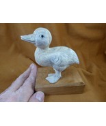 (DUCK-W8) large white Duck duckling shed ANTLER figurine Bali detailed d... - $251.50