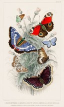 12939.Room Decor Poster.Home Wall art.1774 vintage animal illustration.Butterfly - £12.90 GBP+