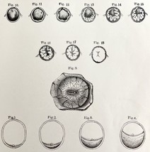 Expulsion Of Ovum Development 1878 Victorian Medical Anatomy Print DWV6C - $24.99