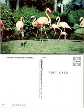 One(1) Florida Colorful Pink Flamingos ~ Red Flowers Tropical Birds VTG Postcard - £5.69 GBP