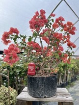 Beautiful Blooming Sundown Orange Old Live Bougainvillea Bonsai Tree Liv... - $1,175.00