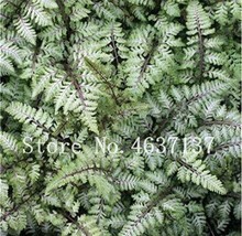 200PCS Fern Seeds  Greyish Green Color - $4.68