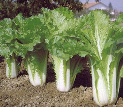 Chinese Michihli Cabbage 1000 Seeds - £7.13 GBP