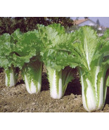 Chinese Michihli Cabbage 1000 Seeds - $168.96 MXN