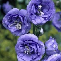50 Double Blue Heirloom Campanula Canterbury Bells Perennial Flower Seed... - $13.65