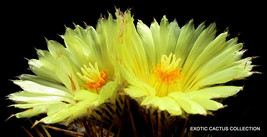 TKBONStore 50 Seeds Store Flowering Astrophytum Ornatun Exotic Cacti Bon... - $33.58
