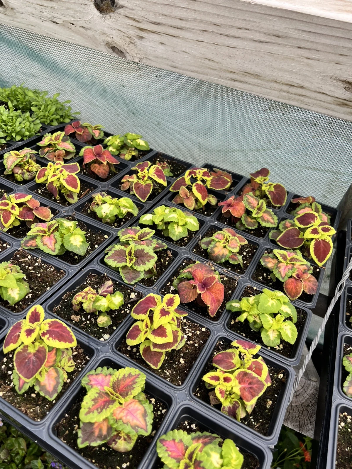 200 Coleus Seeds Mix Rainbow Variety Multiple Colors House Plants Outdoo... - $11.04