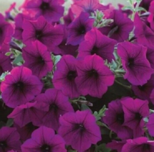 25 Pc Seeds Trilogy Purple Trailing Petunia Flower, Pelleted Petunia Seeds | RK - £21.47 GBP