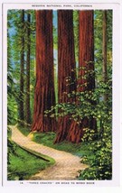 Postcard Three Graces On The Road To Moro Rock Sequoia National Park California - £2.31 GBP