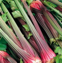 200 Pc Seeds Red Celery Vegetable, Celery Seeds for Planting, Red Celery Seed RK - £14.81 GBP