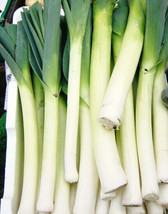 200 Leek Seeds American Flag Leek Seeds Allium Porrum Vegetable Fresh Gardening  - $6.68