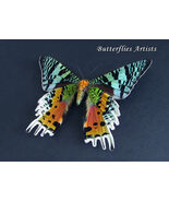 Large Madagascan Rainbow Sunset Moth Urania Ripheus Framed Entomology Sh... - €51,07 EUR Large Madagascan Rainbow Sunset Moth Urania Ripheus Framed Entomology Sh... - €51,07 EUR