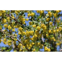 Pure Herbs: Barberry - 1 oz. (Natural Herbal Extracts) image 3