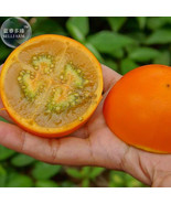 Orange Naranjilla Solanum Quitoense Fruit Seeds Professional Pack 100 Se... - £5.49 GBP