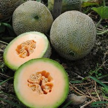 Grow In US Edisto 47 Cantaloupe Seeds 50+ Muskmelon Fruit Non-Gmo - £6.74 GBP