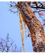 Pure Dipterocarpus Resin  powder Natural Waterproof Sealant &amp; Wood Finis... - $15.39