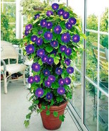 30+ Morning Glory Grandpa Ott Ipomoea Easy Fast 15 Foot Vine Flower Seeds - $10.99