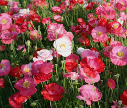 Shirley Poppy Double Mixed Colors Papavegetabler Rhoeas 50 000 Bulk Seeds Fresh - £29.91 GBP