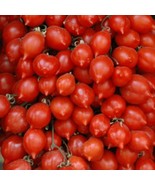 Pianollo Del Vesuvio Tomato Seeds Grower Organic Fresh Garden Seeds - $9.67 CAD