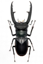 Handmade Hexarthrius Madibularis Beetle Statuette Fine Insect Figurine Bugs 1 pc - £32.80 GBP