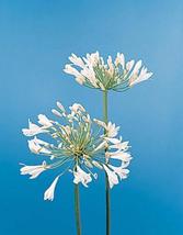 25 Seeds Agapanthus Africanus White Giant Perennial Seeds - £16.48 GBP
