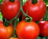 Moneymaker Tomato Seeds 100 Indeterminate Vegetable Garden Sauce Fast Sh... - £7.22 GBP